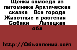 Щенки самоеда из питомника Арктическая сказка - Все города Животные и растения » Собаки   . Липецкая обл.